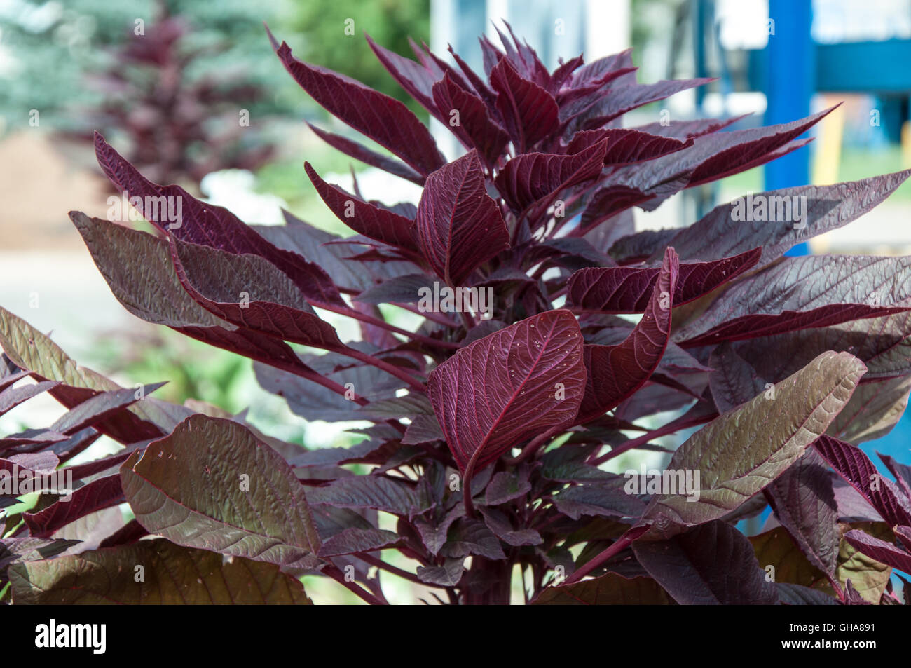 Amaranth has anticancer properties plant, it is called a miracle plant ...
