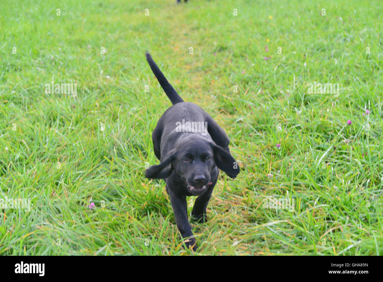 Black Labrador puppy in field Stock Photo