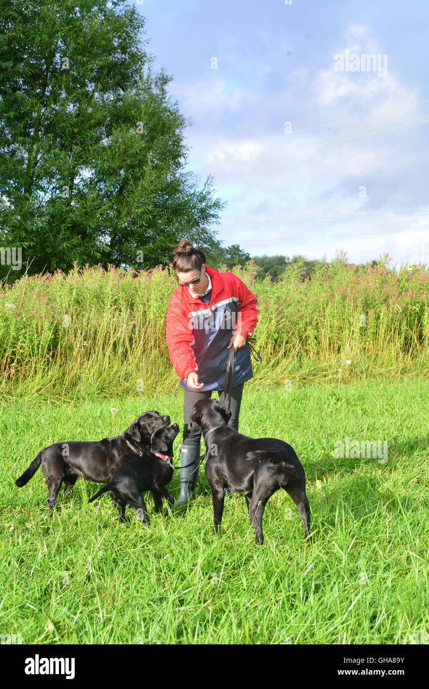 Black Labradors in green field with trainer Stock Photo