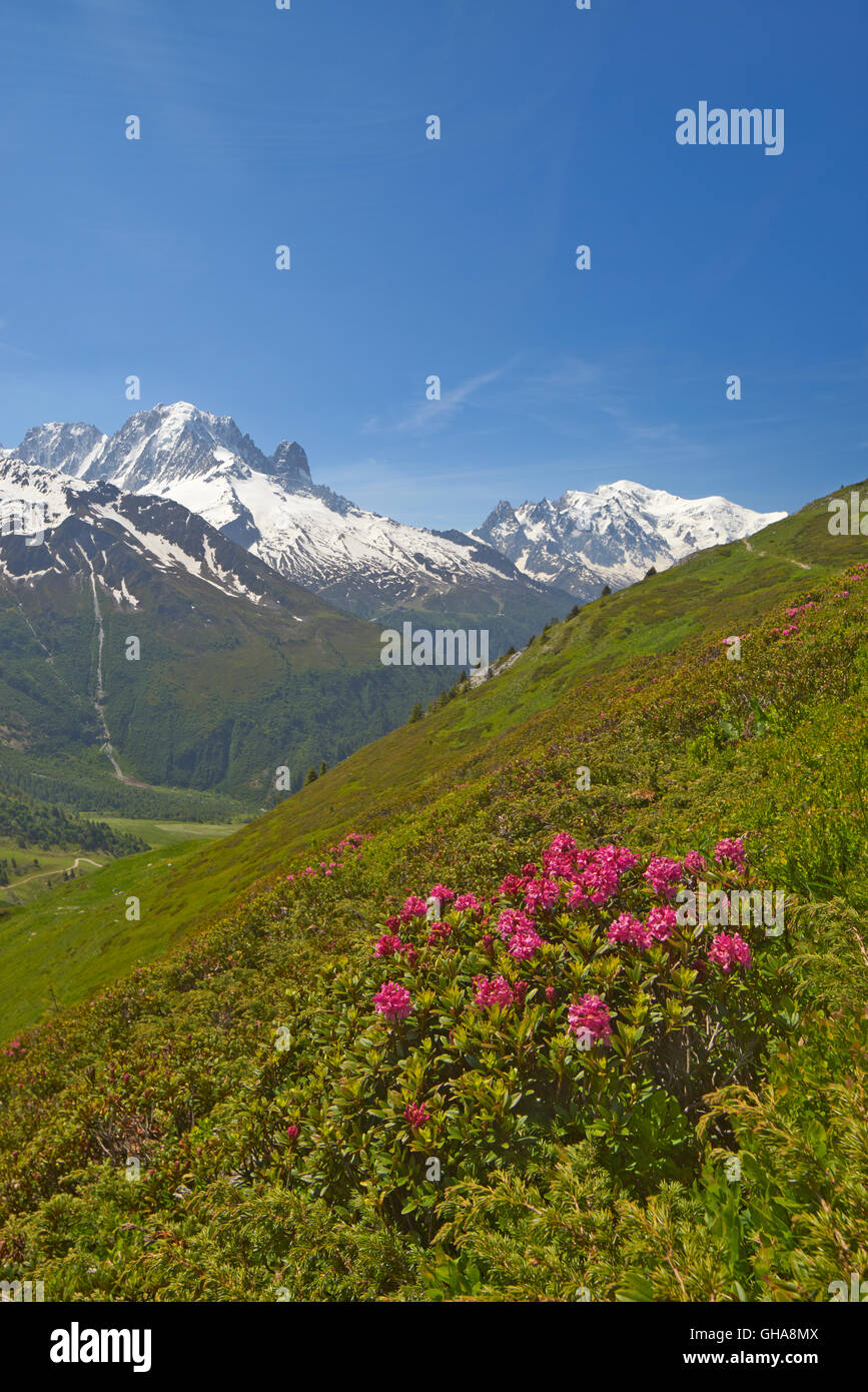 geography / travel, France, Mont-Blanc (4810m) and aiguille Verte (4122 m) with Rhododendron flowers, Chamonix, Additional-Rights-Clearance-Info-Not-Available Stock Photo