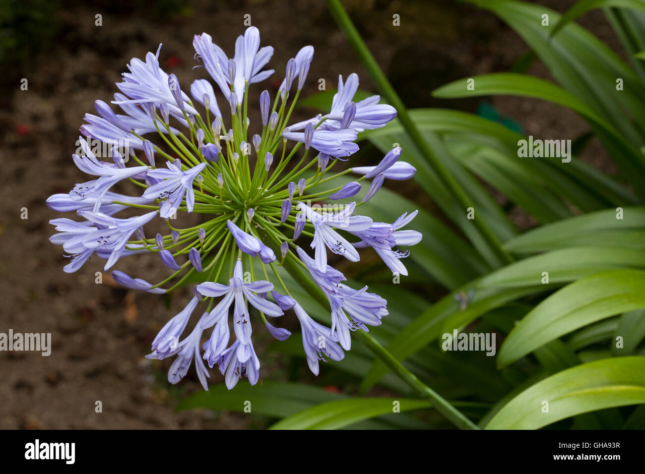 botany, blue lily of the Nile (Agapanthus africanus), Additional-Rights-Clearance-Info-Not-Available Stock Photo