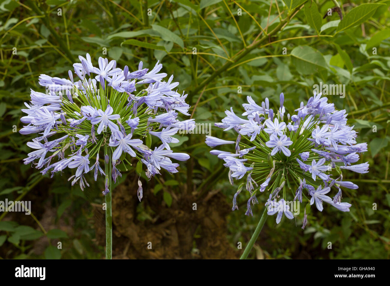 botany, blue lily of the Nile (Agapanthus africanus), Additional-Rights-Clearance-Info-Not-Available Stock Photo