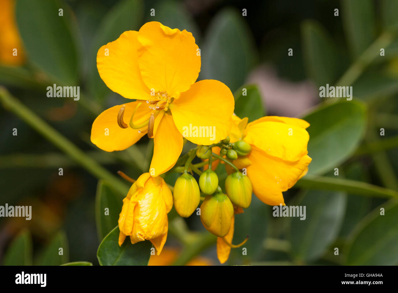 botany, Bombay senna (Cassia bicapsularis), Additional-Rights-Clearance-Info-Not-Available Stock Photo
