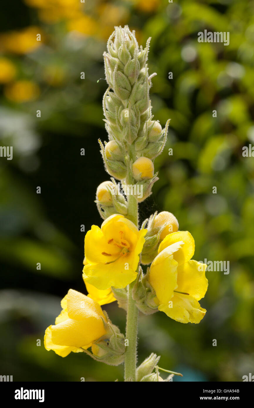 botany, denseflower mullein (Verbascum densiflorum), Additional-Rights-Clearance-Info-Not-Available Stock Photo