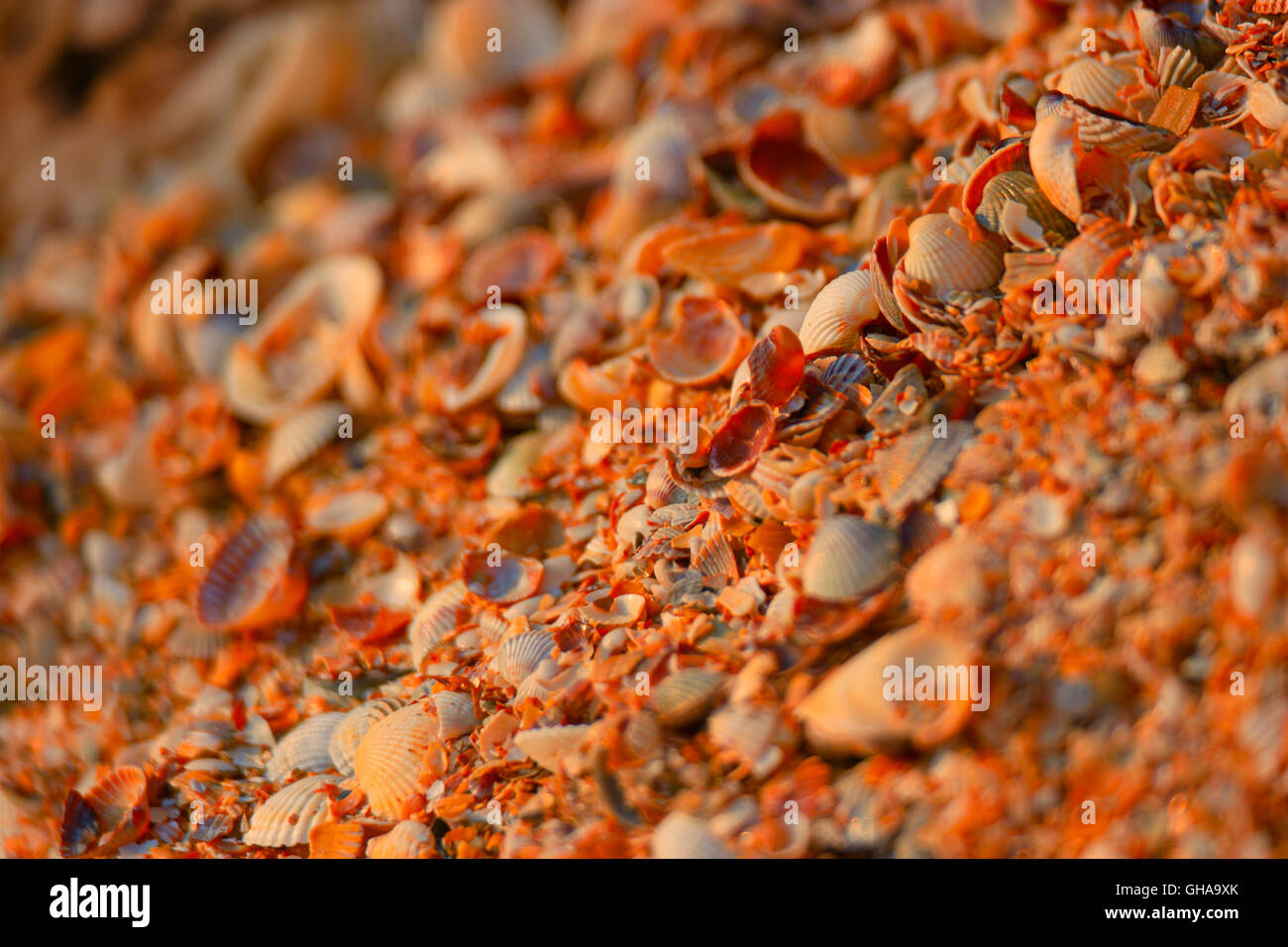 Sea shells background macro shot of beautiful seashells in pieces Stock ...