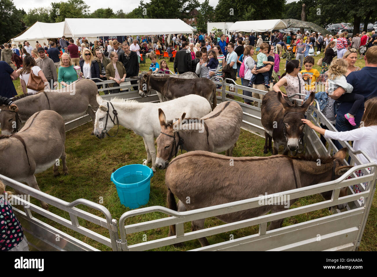 Theydon Bois Donkey Derby 2016 Stock Photo Alamy