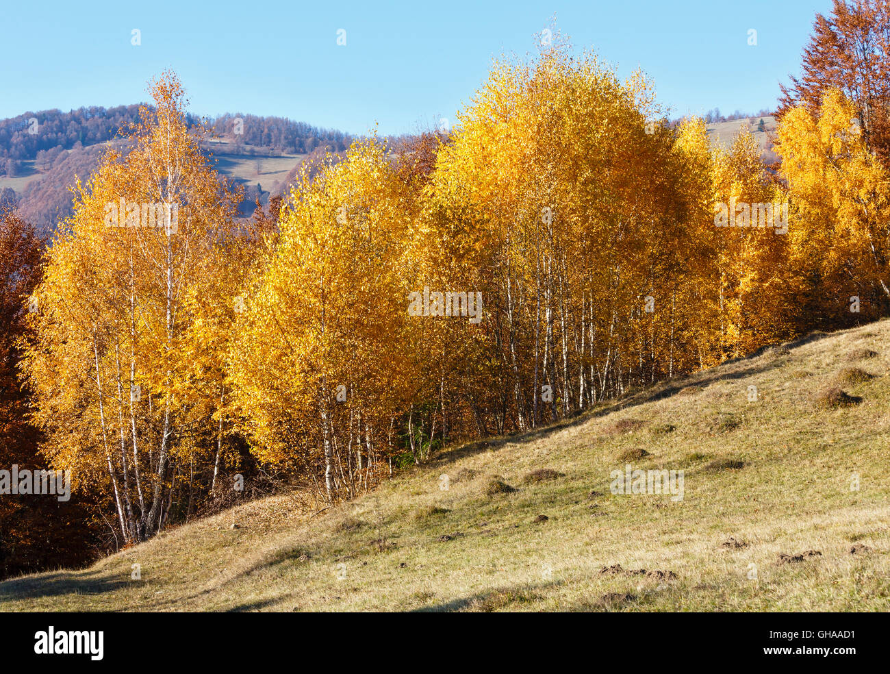 Autumn mountain scenery with yellow foliage of birch trees on slope. Stock Photo