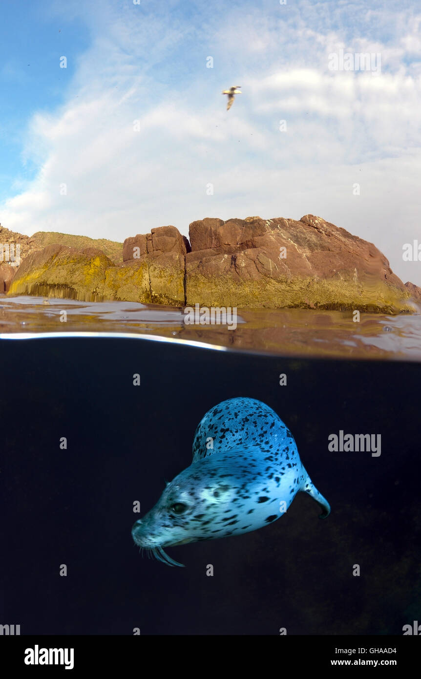 Split level ocean hi-res stock photography and images - Alamy