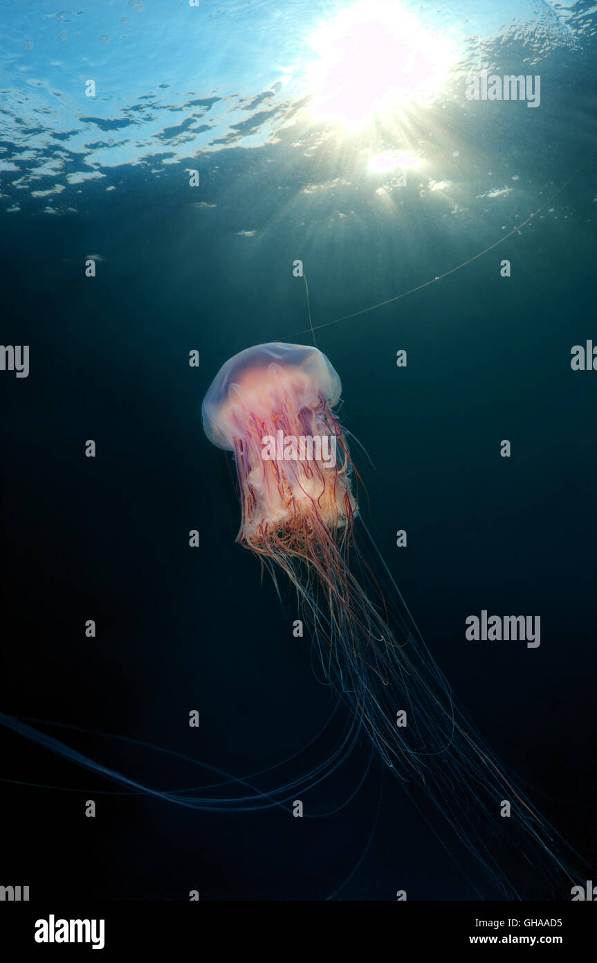 Lion's mane jellyfish, Giant jellyfish or Hair jelly (Cyanea capillata) North Pacific Ocean, Far East Stock Photo
