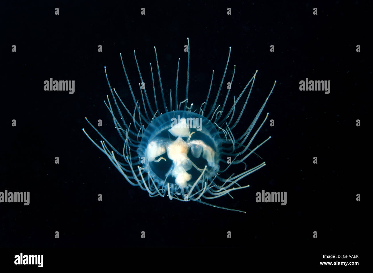 Gonionemus hi-res stock photography and images - Alamy