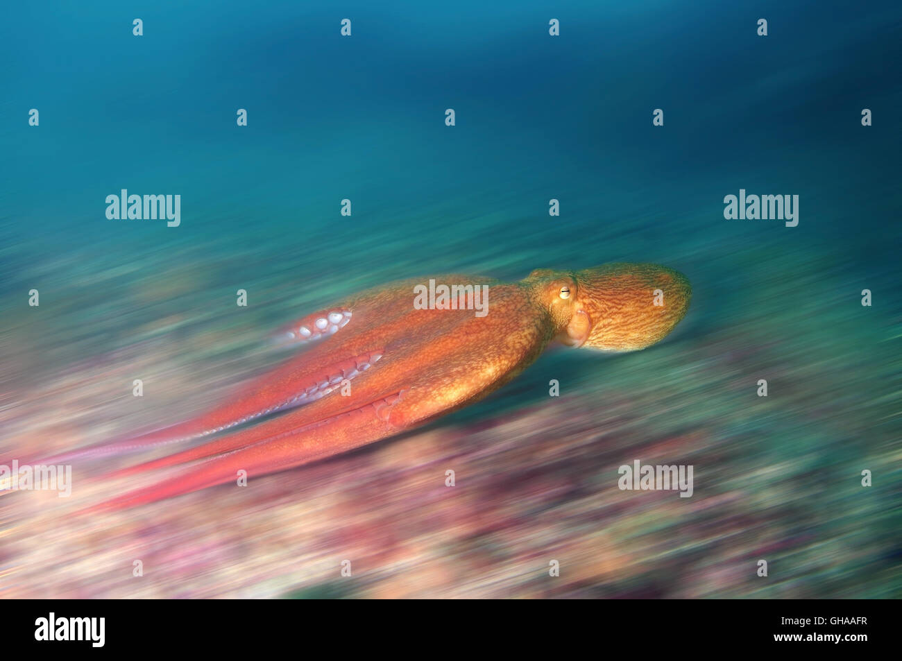 Giant Pacific octopus or North Pacific giant octopus (Enteroctopus dofleini) dynamically floats above the bottom, North Pacific  Stock Photo