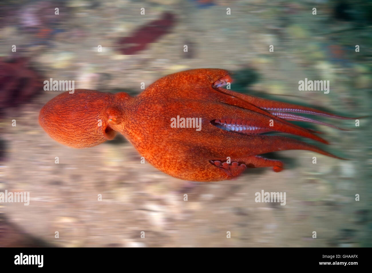Giant Pacific octopus or North Pacific giant octopus (Enteroctopus dofleini) dynamically floats above the bottom, North Pacific  Stock Photo