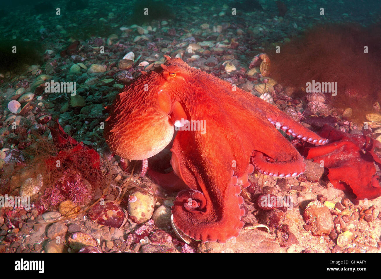 Giant Pacific octopus or North Pacific giant octopus (Enteroctopus