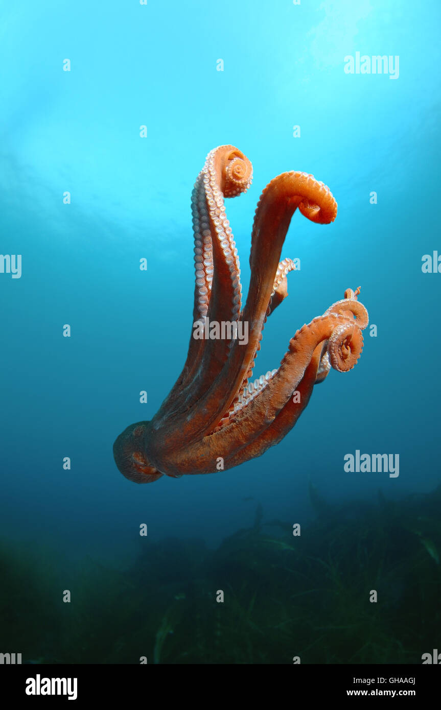 Giant Pacific octopus or North Pacific giant octopus (Enteroctopus dofleini) swimming in blue water, North Pacific Ocean Stock Photo