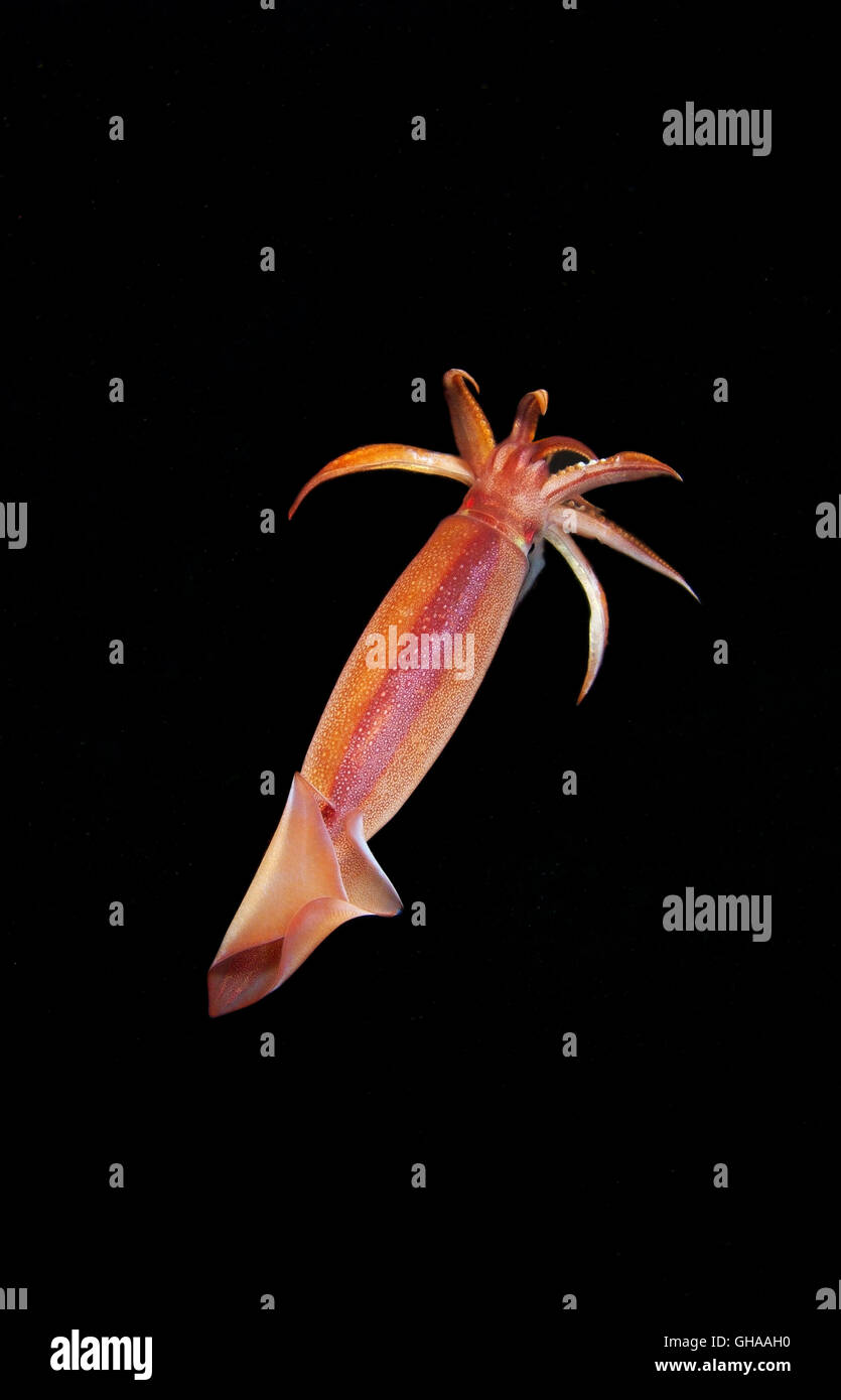 Japanese flying squid, Japanese common squid or Pacific flying squid