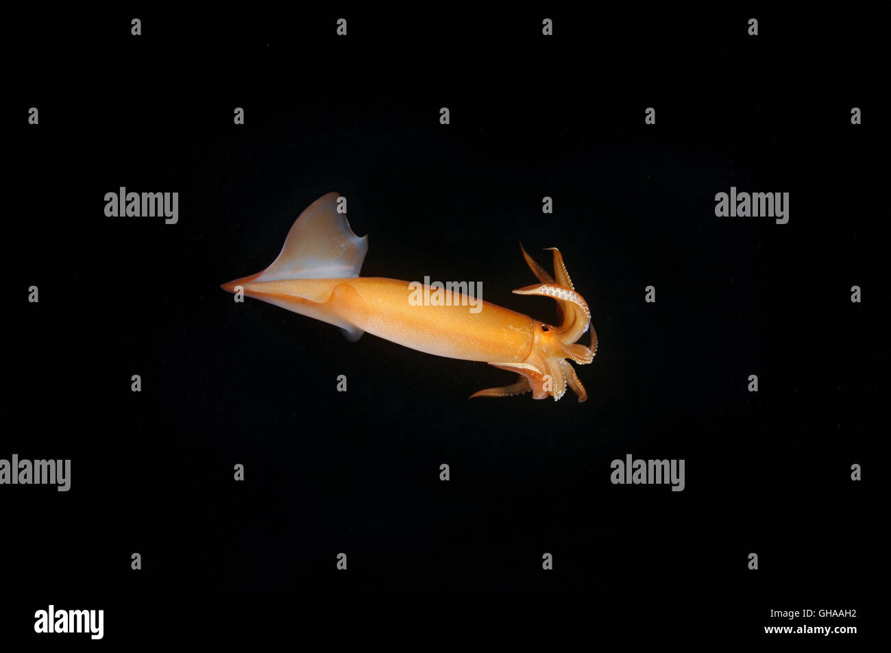Japanese flying squid, Japanese common squid or Pacific flying squid