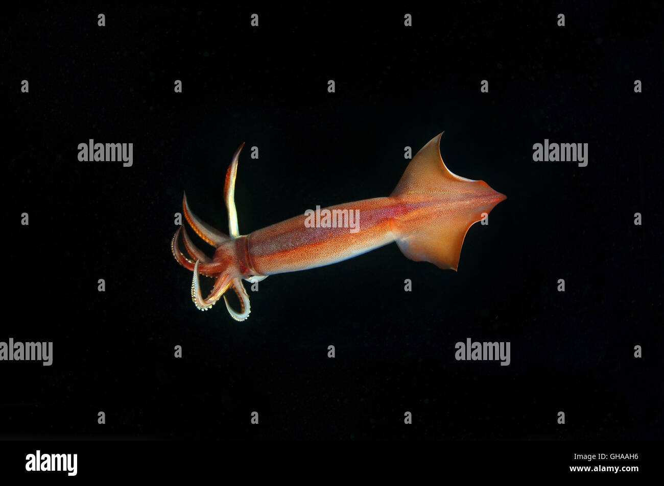Japanese flying squid, Japanese common squid or Pacific flying squid