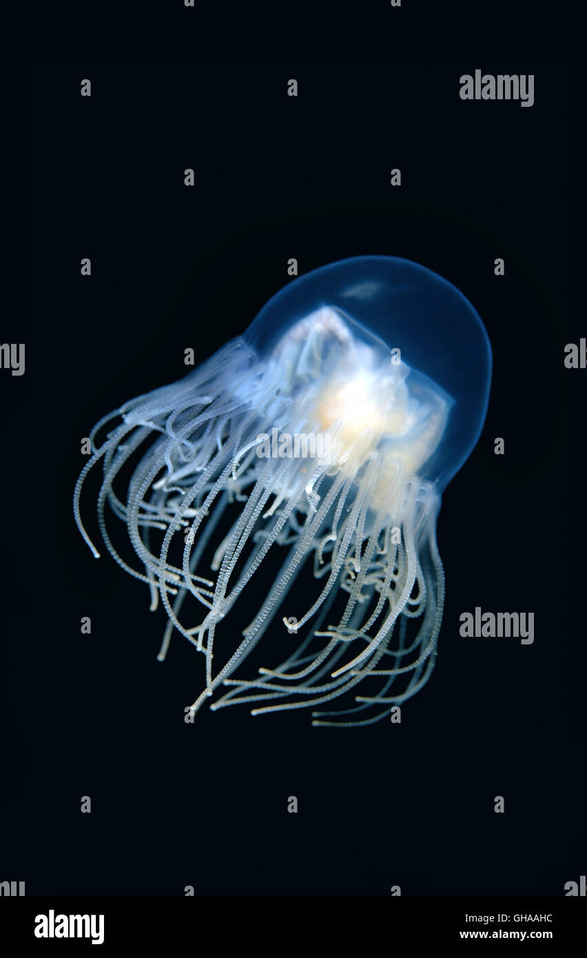 Clinging Jellyfish or Poisonous gonionemus (Gonionemus vertens) Sea of Japan, Far East Stock Photo