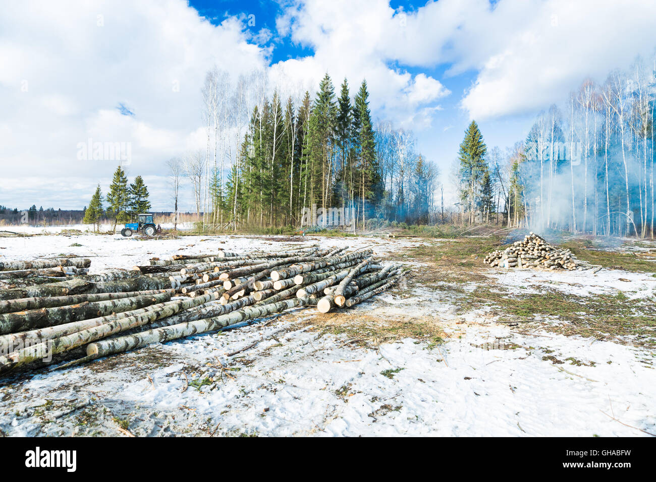 Cutting down trees in the forest Stock Photo Alamy