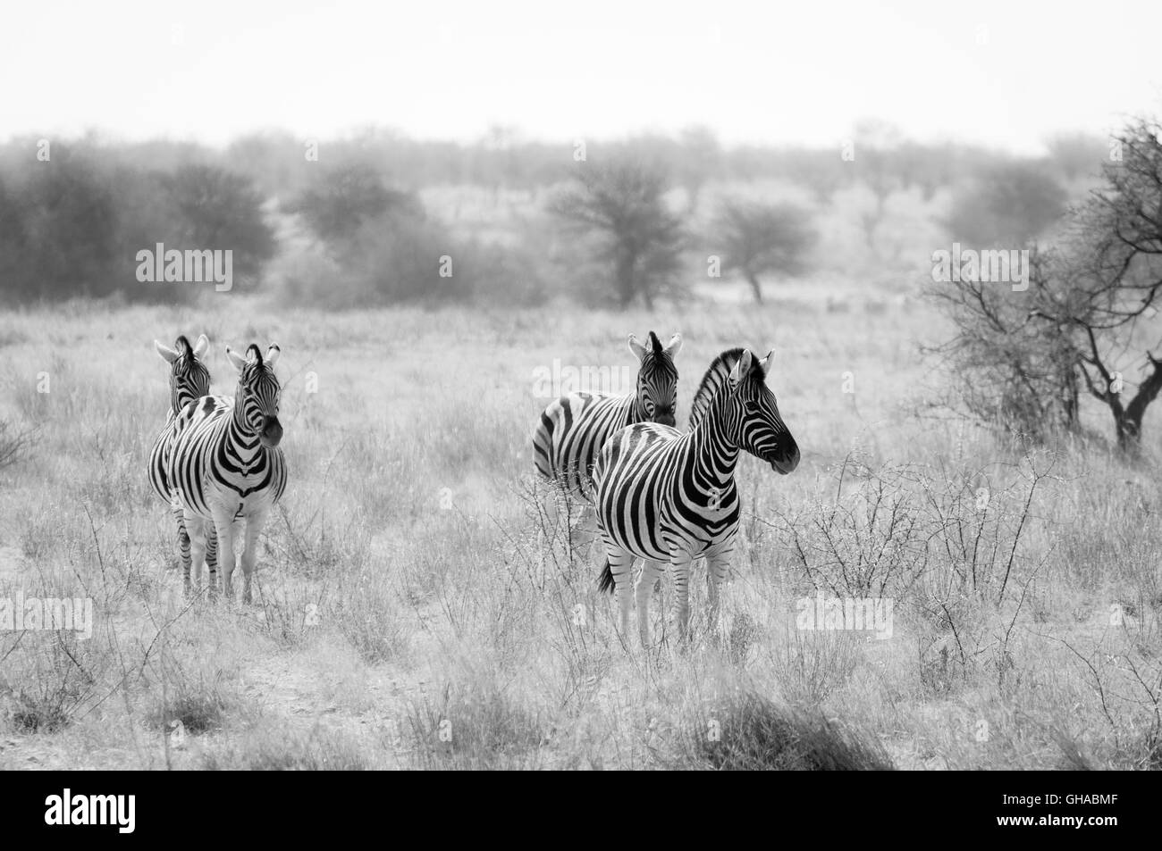 Group of Zebras in the Etosha National Park in Namibia, Concept for travel in Africa and Safari Stock Photo