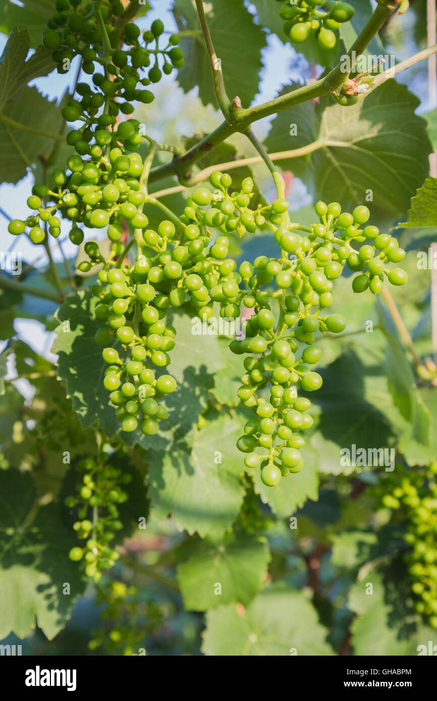 grapes with green leaves on the vine Stock Photo Alamy