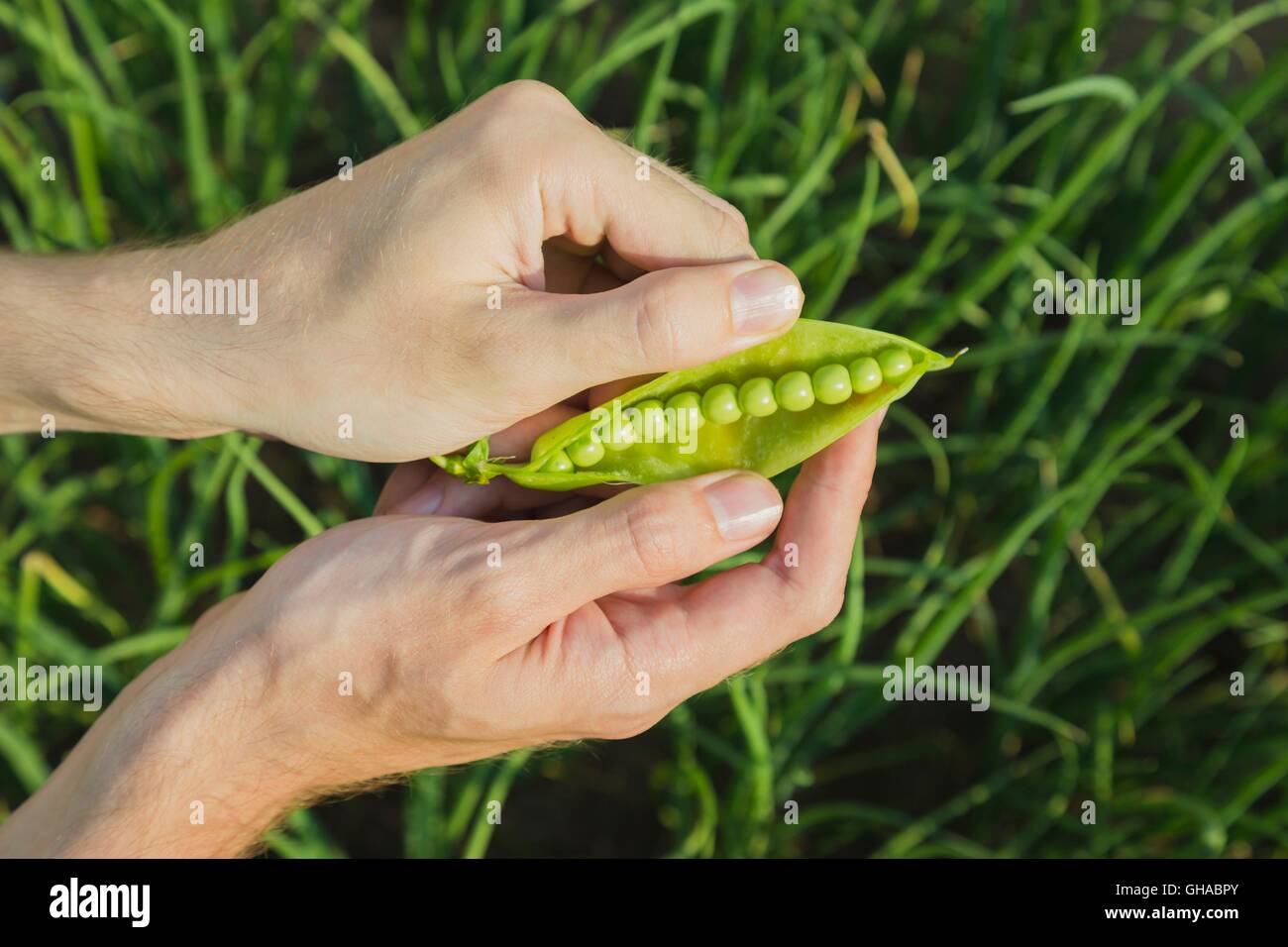 Child pea pod hi-res stock photography and images - Alamy