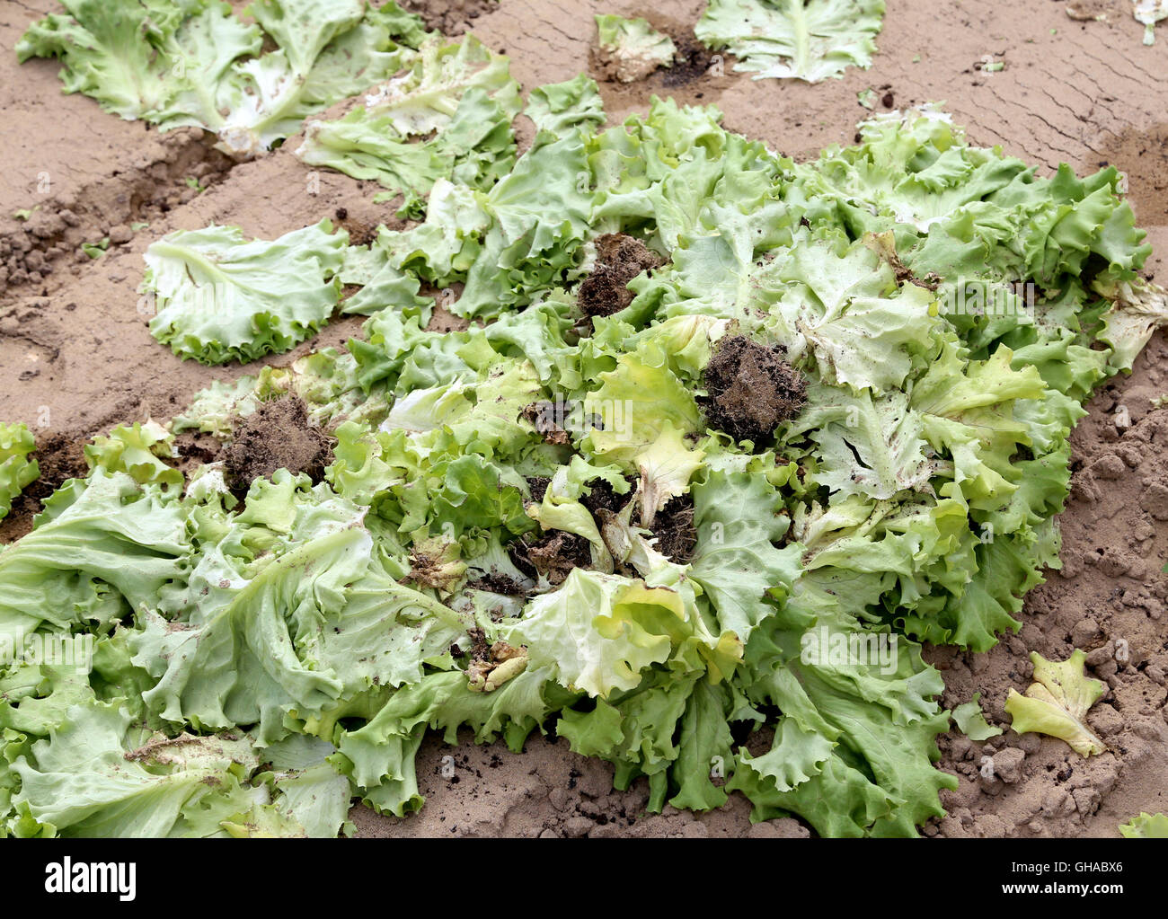 Lettuce rotting hires stock photography and images Alamy