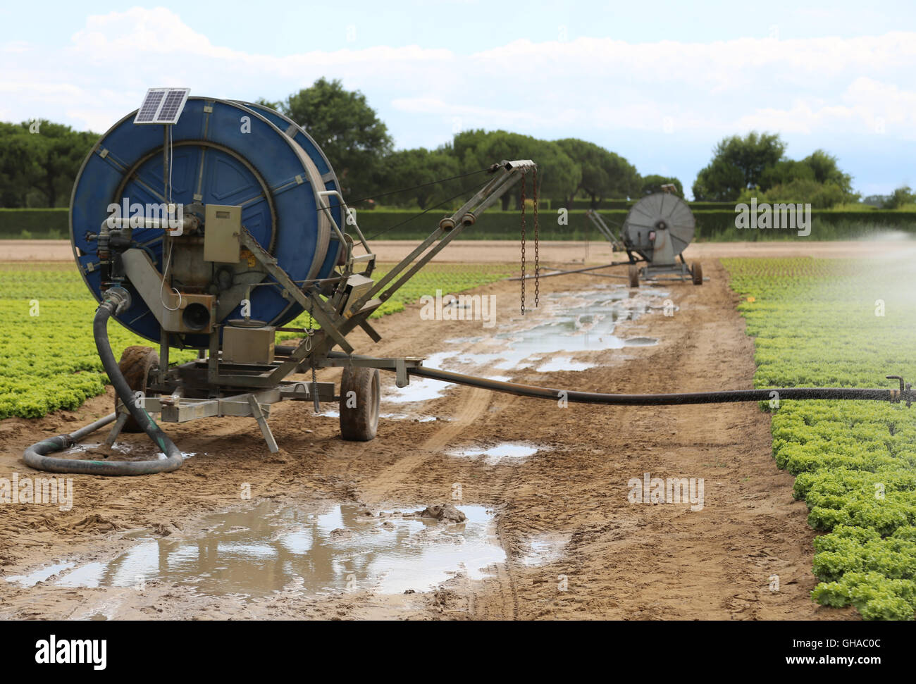 automatic watering system of a cultivated field of green lettuce in summer Stock Photo