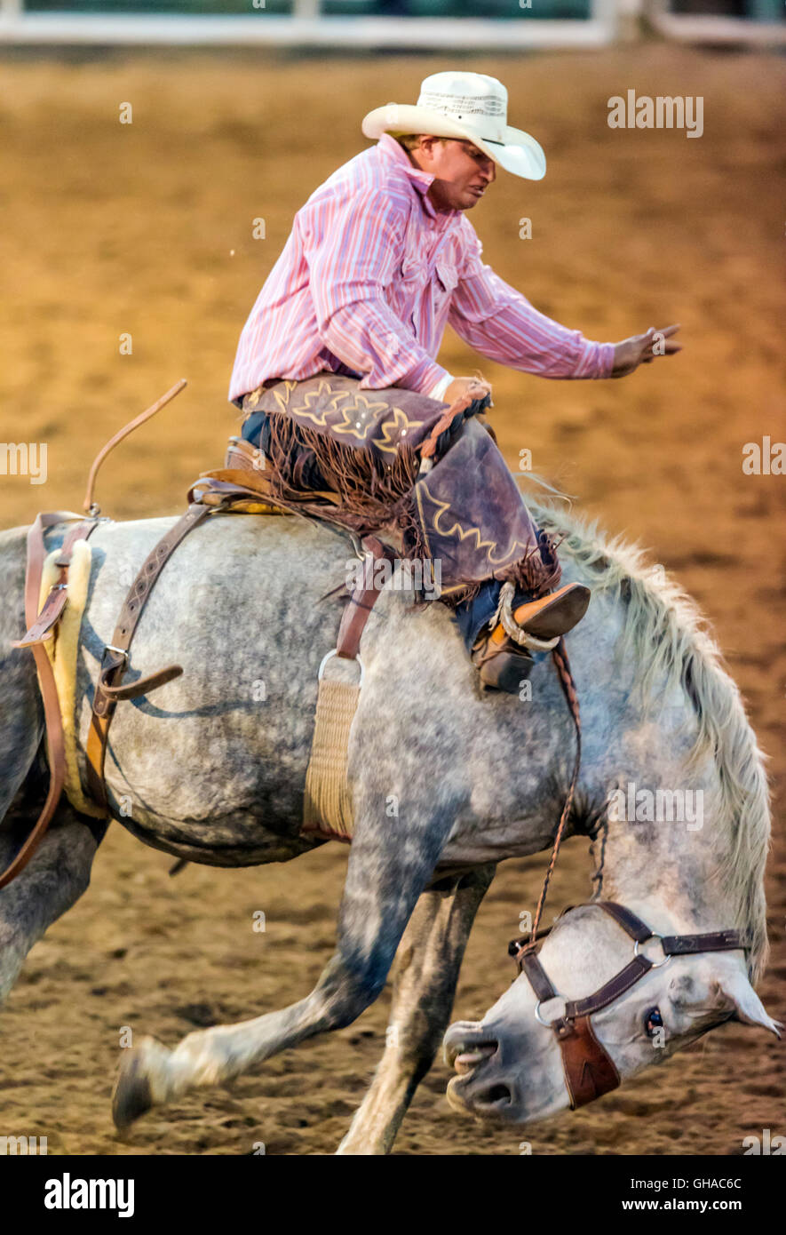 Rodeo cowboy riding a bucking horse, saddle bronc competition, Chaffee