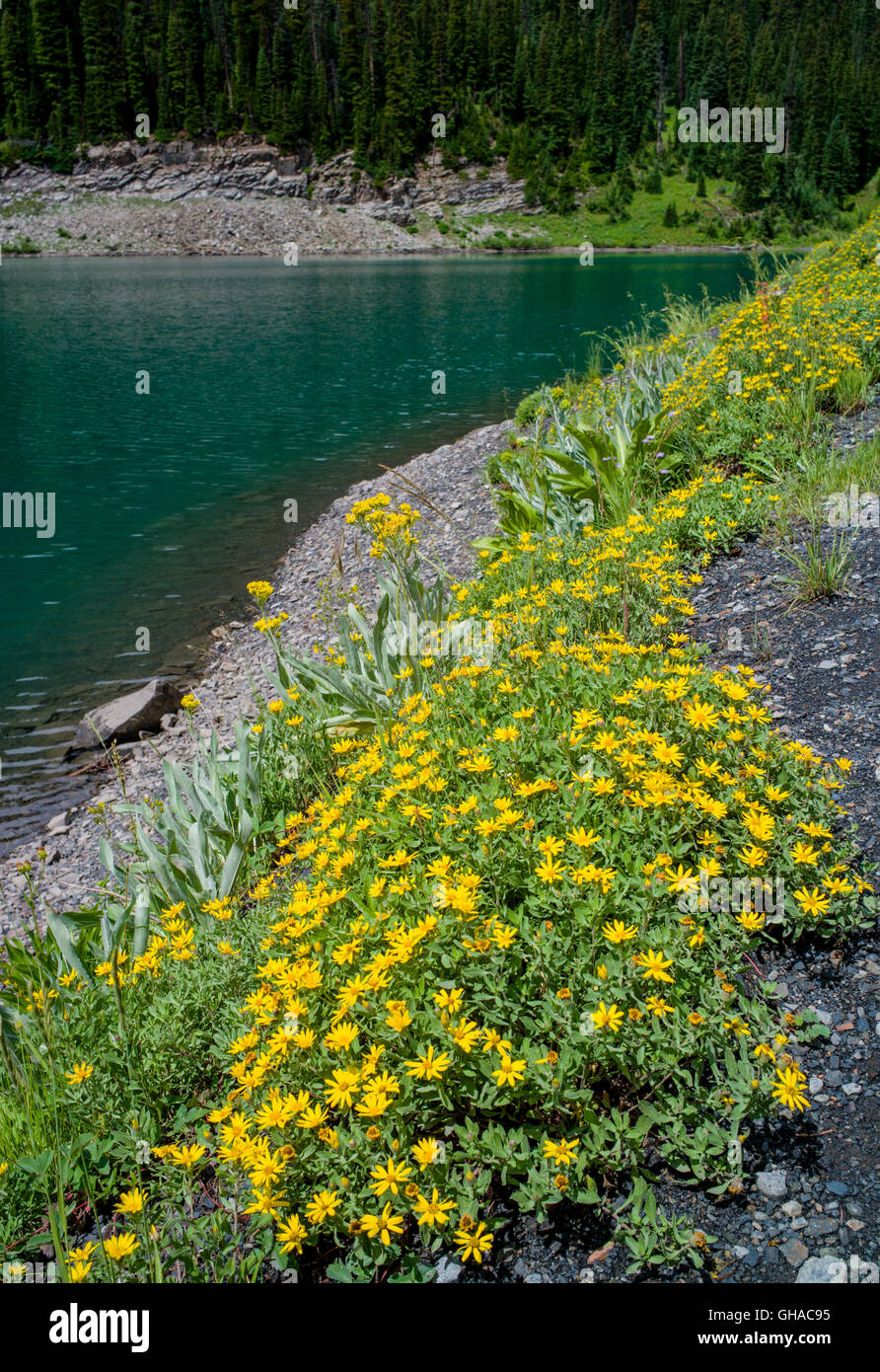 Dwarf Golden Aster; Heterotheca pumilia; Asteraceae; aster; wildflowers; Emerald Lake near Schofield Pass; Gunnison NF; Colorado Stock Photo