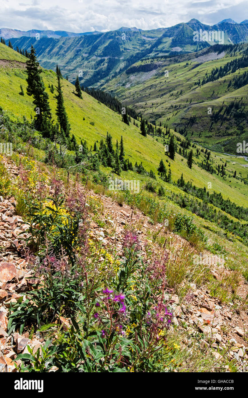 Wild Perennial Lupin (Lupinus perennis); view south from Slate River ...