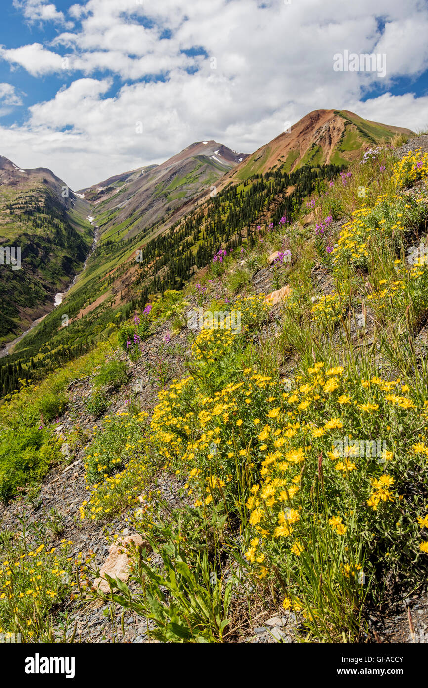 Aspen Sunflowers; view north from Slate River Road towards Purple ...
