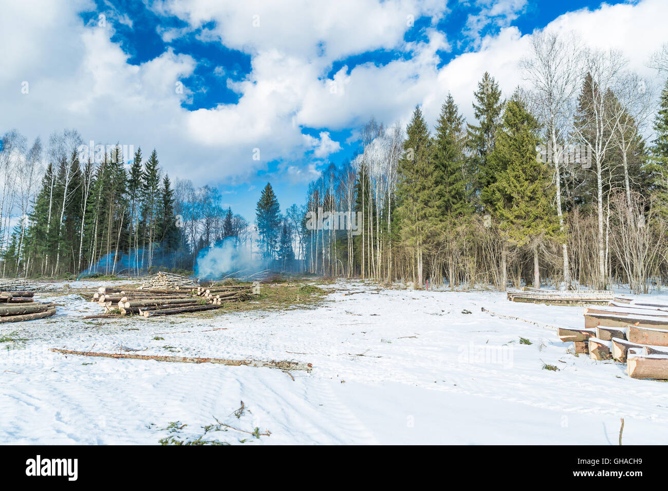 Cutting down trees in the forest Stock Photo Alamy