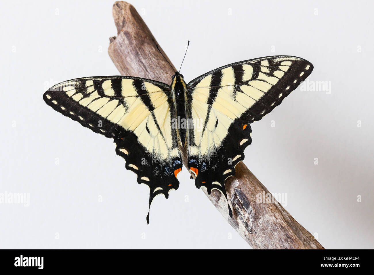 A freshly emerged male Eastern Tiger Swallowtail butterfly (Papilio glaucus) resting on a piece of driftwood, Indiana, USA Stock Photo