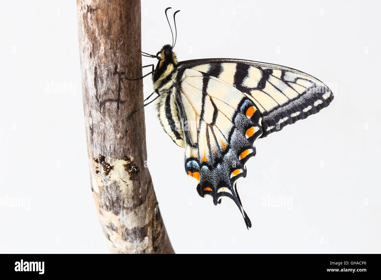 A freshly emerged male Eastern Tiger Swallowtail butterfly (Papilio glaucus) resting on a piece of driftwood, Indiana, USA Stock Photo