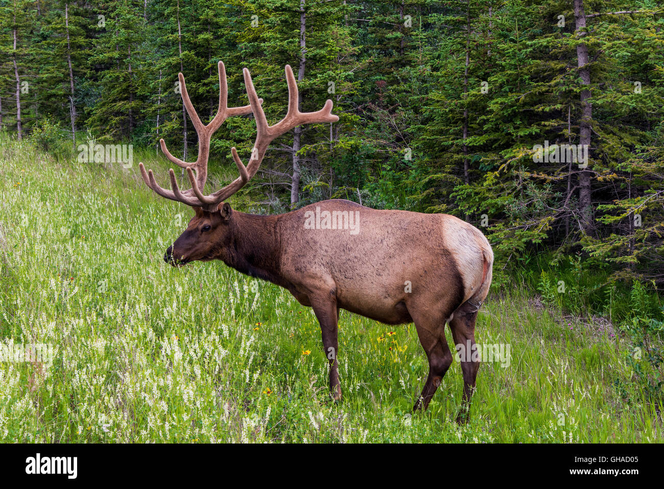 Canadian Elk Hi-res Stock Photography And Images - Alamy