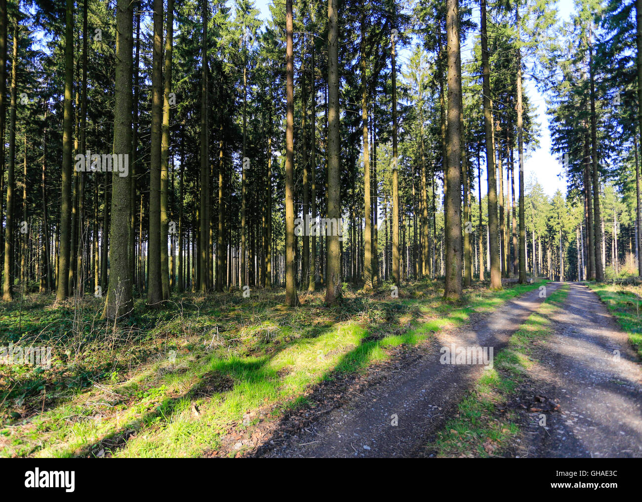Shaded woodland plants hi-res stock photography and images - Alamy