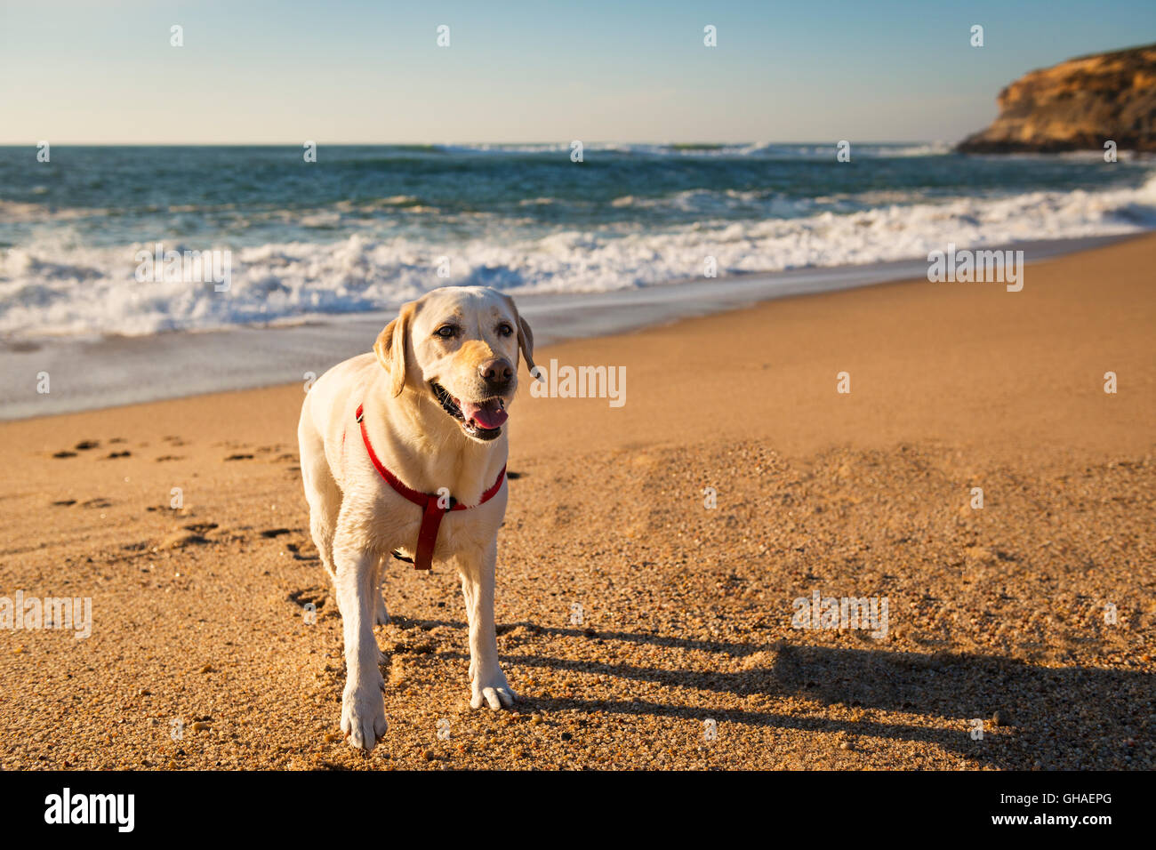 White Labrador playing in the beach; Concept for travel with pets Stock Photo