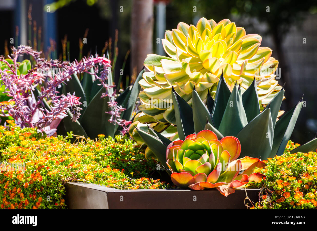 Colorful water friendly drought tolerant plants in California Stock Photo Alamy