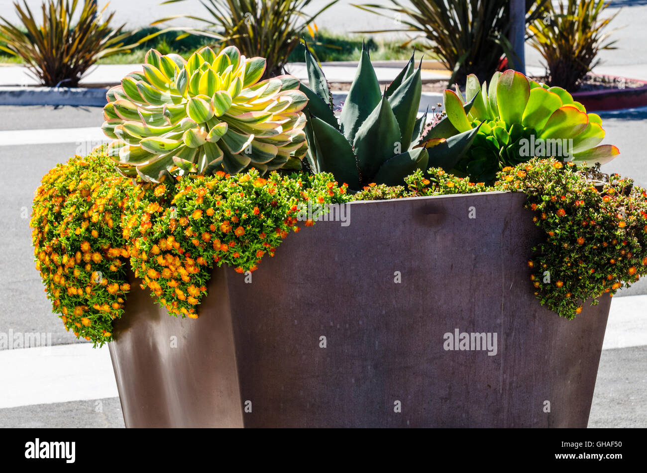 Colorful water friendly drought tolerant plants in California Stock Photo