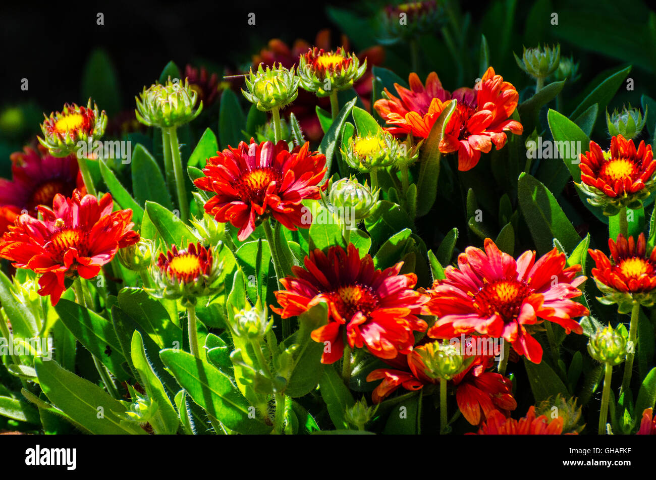 Gaillardia aristata - red blanket flower Stock Photo
