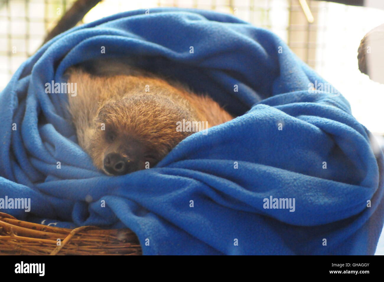 Baby Sloth wrapped in blanket National Aviary Pittsburgh PA August 2010 Stock Photo