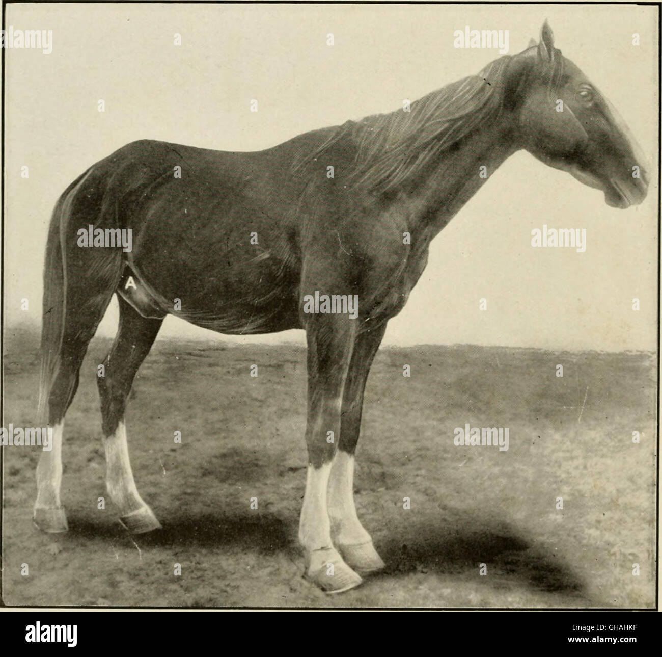 Animal castration book students practitioners hi-res stock photography