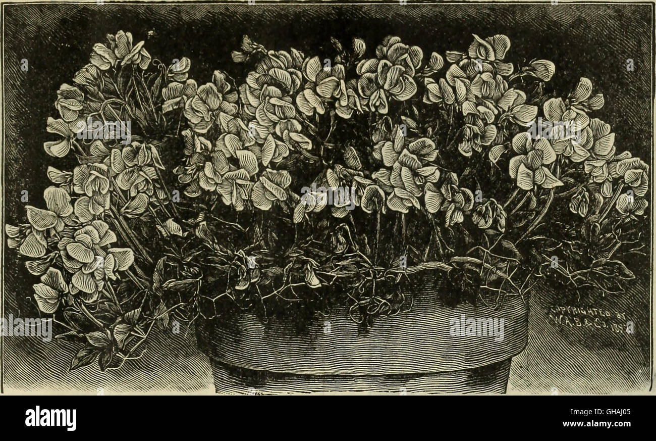 Beautiful flowers, flower, vegetable seeds, choice bulbs, new plants, cannas roses, ahlias, fruits, shrubs, gladiolus, geraniums, hardy vines, etc. (1899) Stock Photo