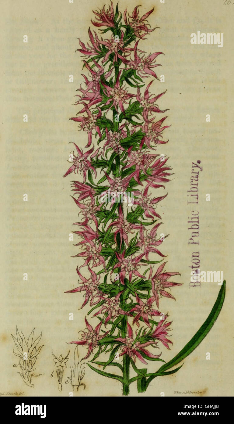 'The Botanical Register' (1815) features colored illustrations of ...