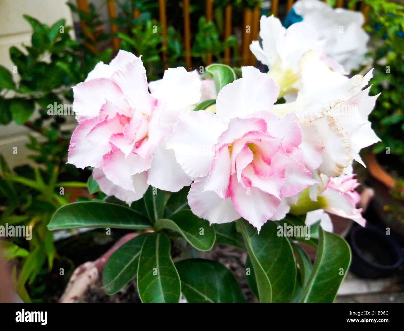 Floral background. Tropical flower Pink Adenium. Desert rose. Stock Photo