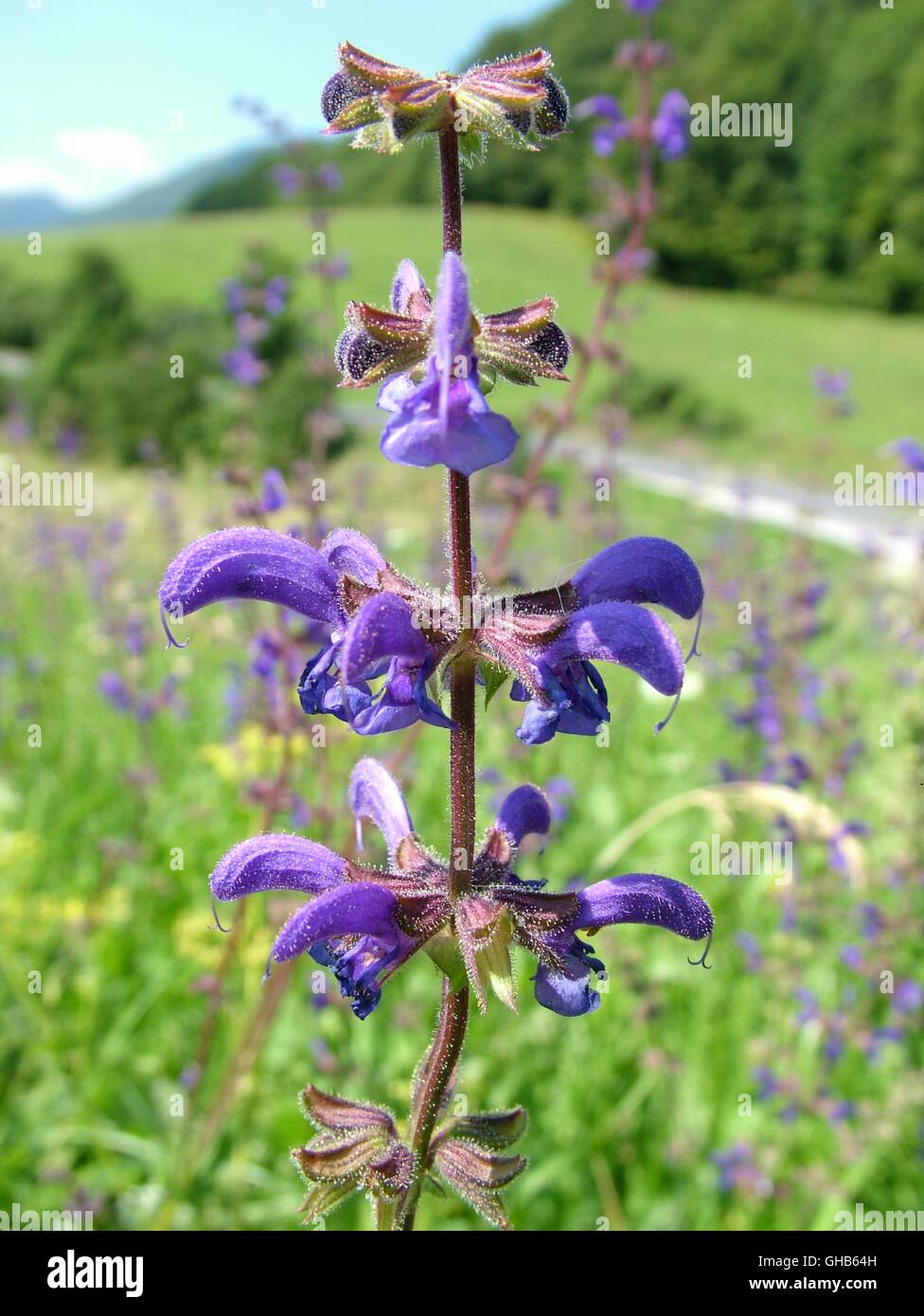 Blooming meadow sage (Salvia pratensis Stock Photo - Alamy