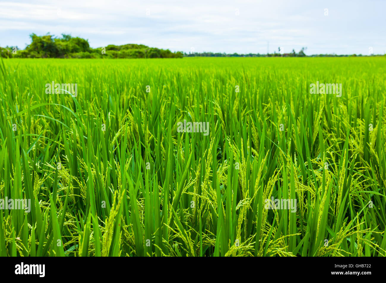 Low angle close up of an unripe paddy plant with horizon D Stock Photo