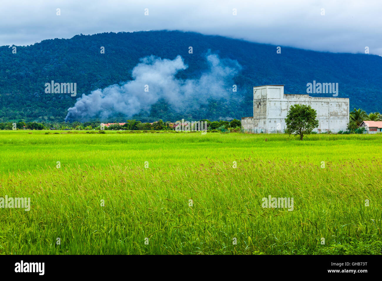 Open burning in a paddy field in Kedah C Stock Photo