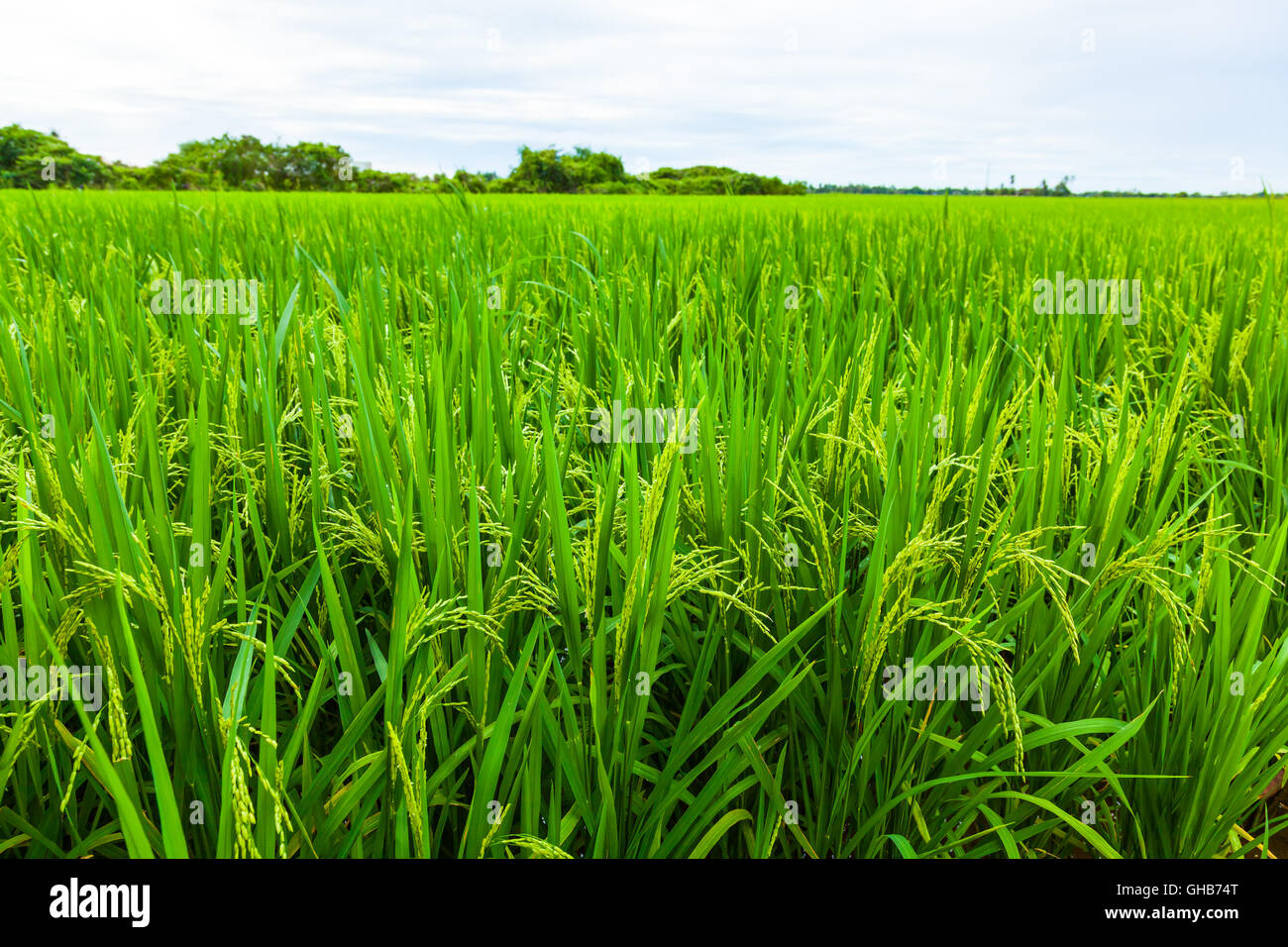 Low angle close up of an unripe paddy plant with horizon E Stock Photo